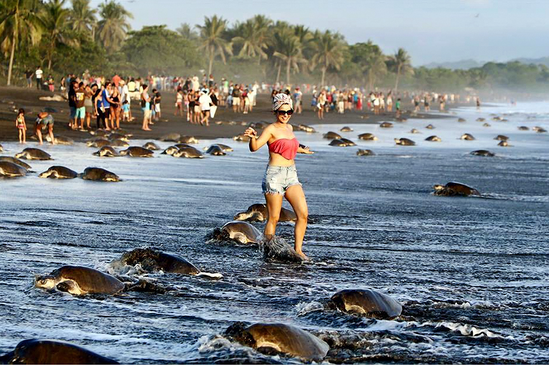 Turtle tourism clearly has reached its tipping point. 