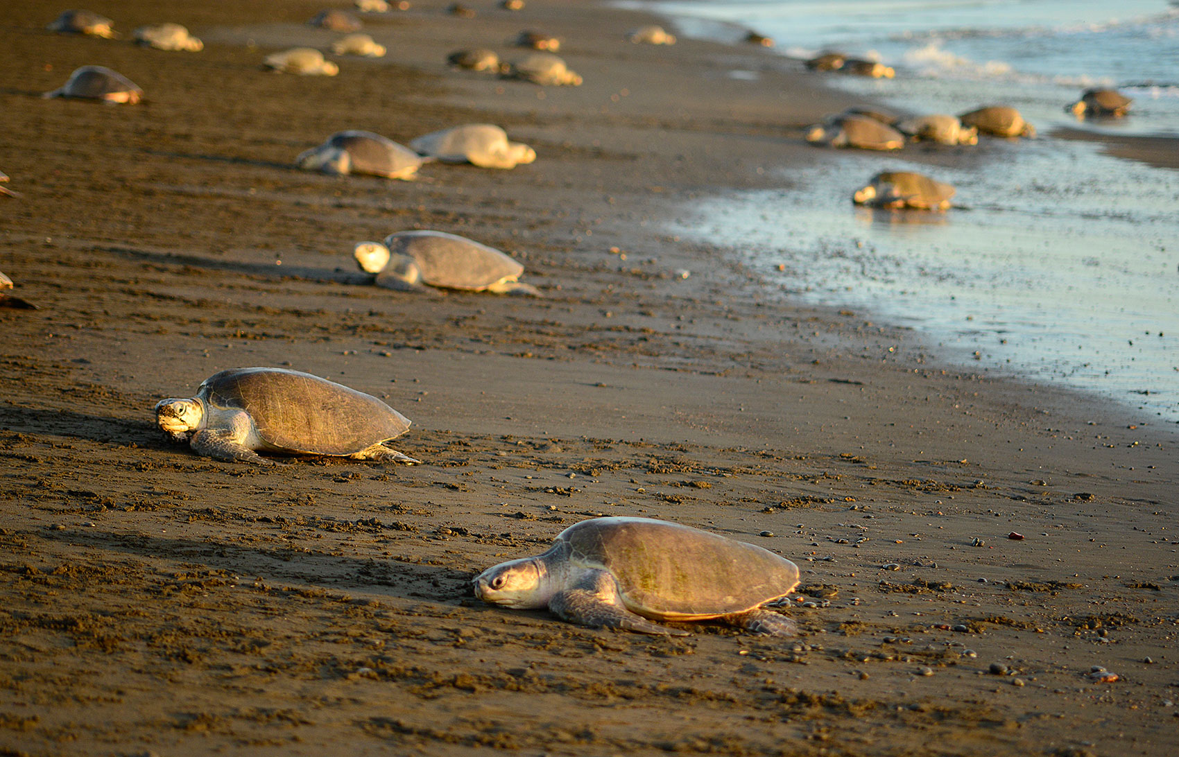 During an arribada thousands of sea turtles arrive together in a short span of time.