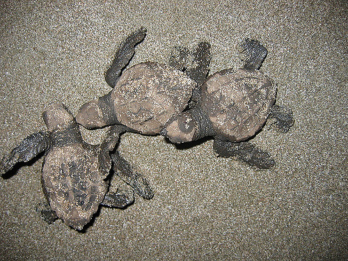 Baby turtles' chances of survival would be very slim if it wasn't for the protection of the locals and volunteers.