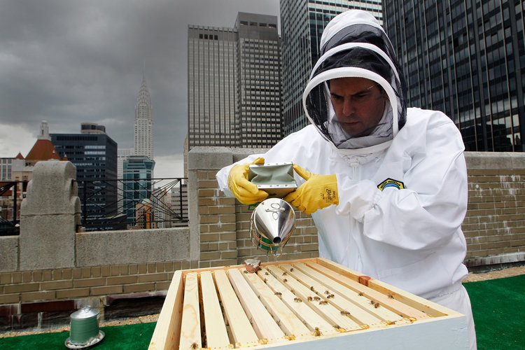Look out for a hive at your next hotel — the buzzy trend keeps on growing.