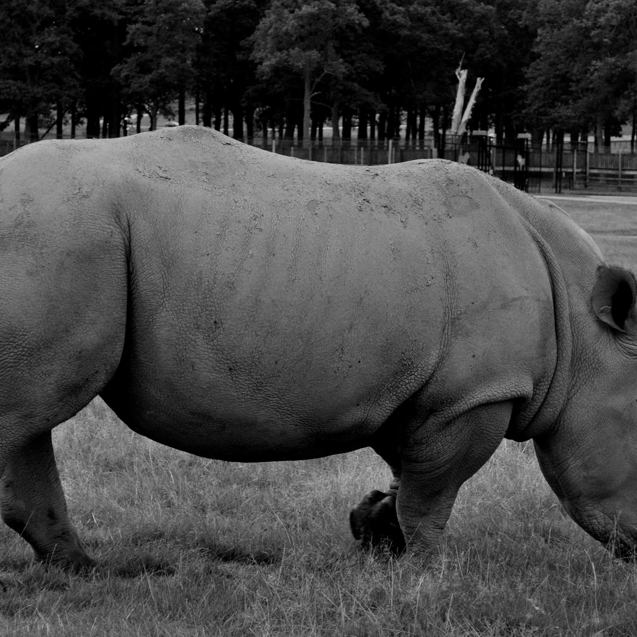 Zoos can protect a rhino from poachers, but in exchange for protection the rhino loses its habitat.