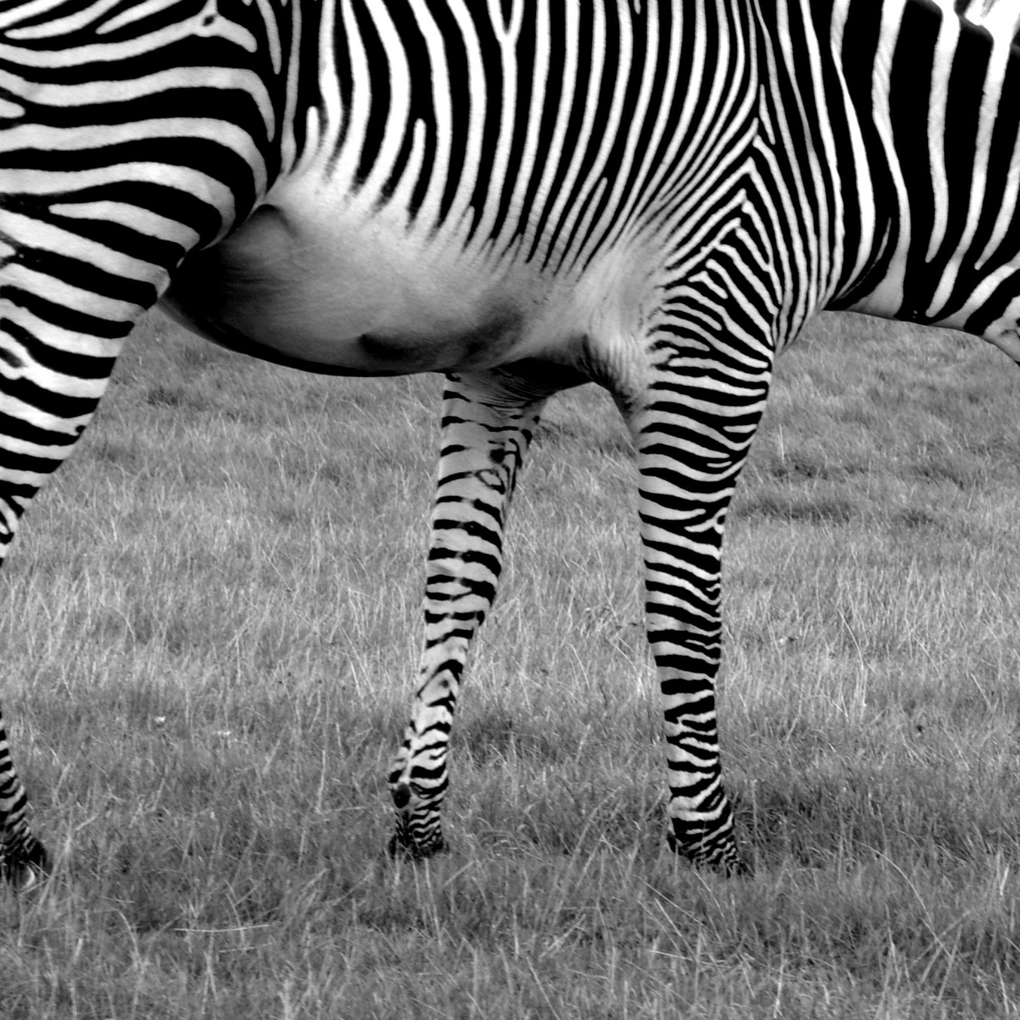 The concept of a zoo is nothing new — captive animals have been entertaining ancient Egyptians and Mesopotamians.