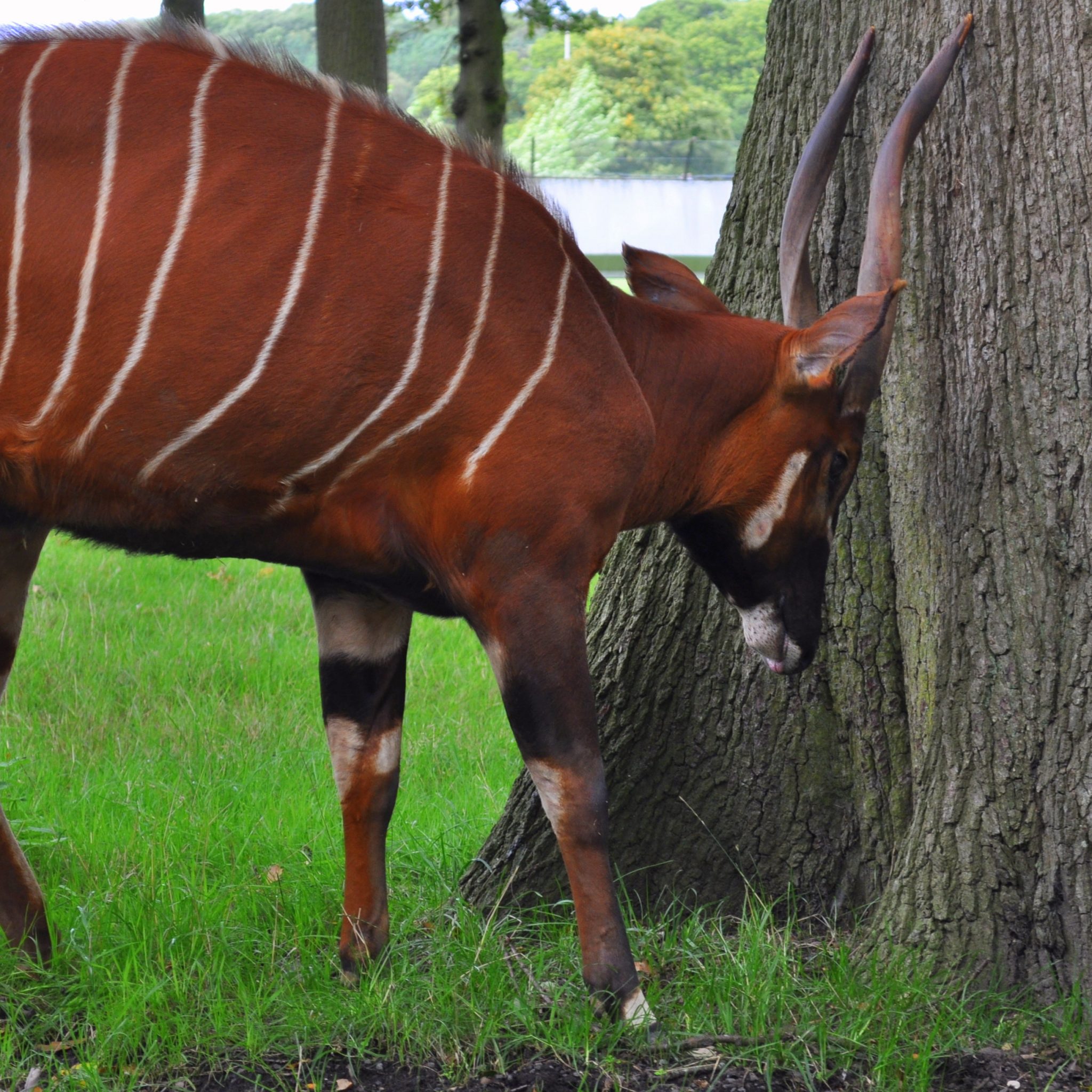 Repetitive abnormal, seemingly mindless behaviors are frequently exhibited by animals kept in captivity.