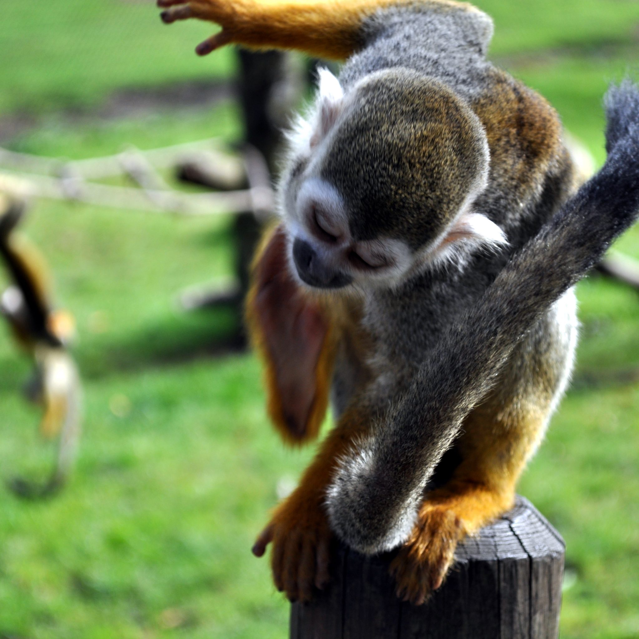 Modern zoos are aware of the conditions needed to mirror the natural habitat and maintain proper health and behavior of the animals.