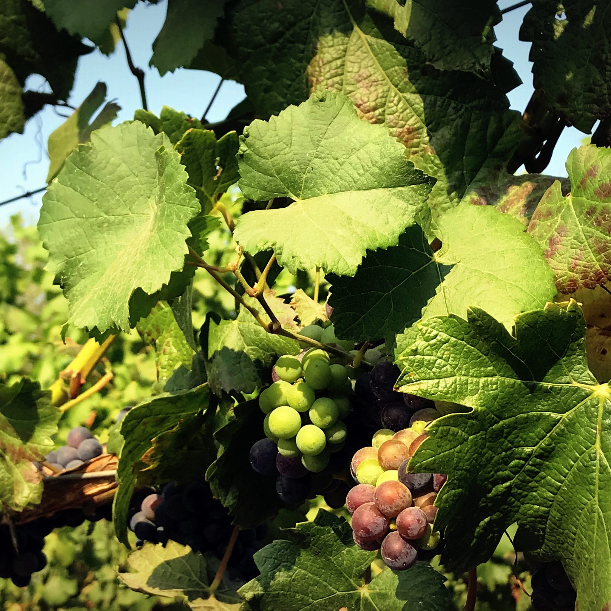 Oregon has established itself as a producer of world class Pinot Noir.